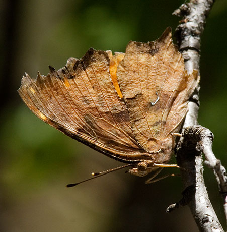 Satyr Comma Polygonia satyrus Satyr Anglewing Butterfly