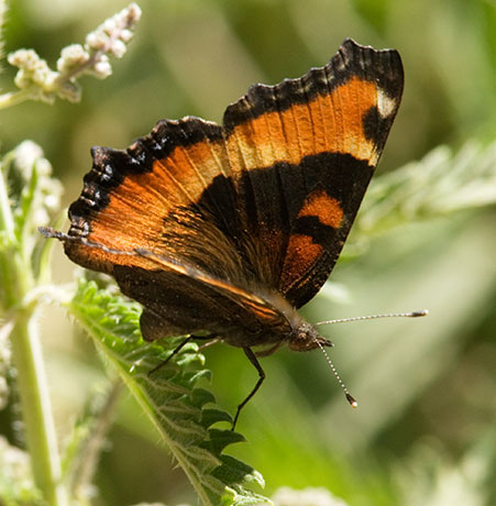 Milbert's Tortoiseshell Aglais milberti Butterfly