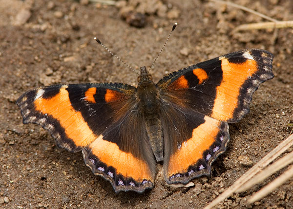 Milbert's Tortoiseshell Aglais milberti Butterfly