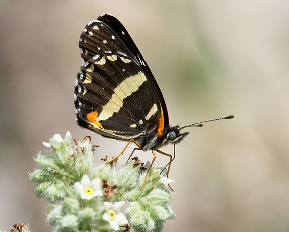 Bordered Patch Chlosyne lacinia Butterfly