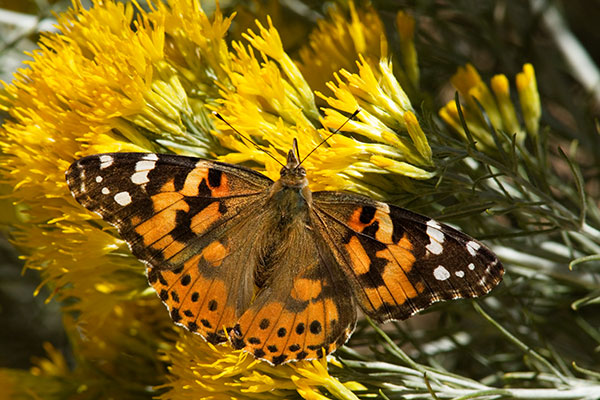 Painted Lady Vanessa cardui Butterfly