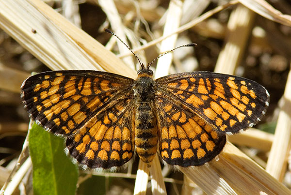 Sagebrush Checkerspot Chlosyne acastus Butterfly