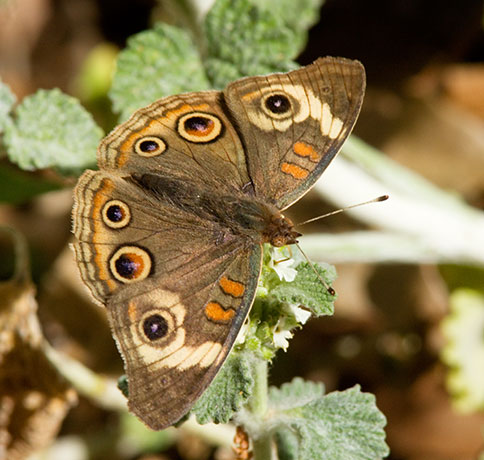 Common Buckeye Junonia coenia Butterfly