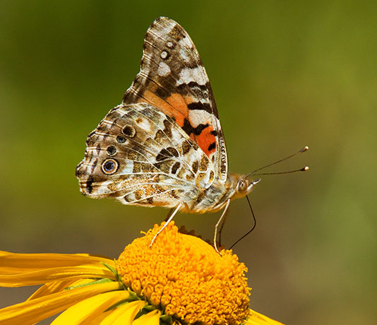 Painted Lady Vanessa cardui Butterfly