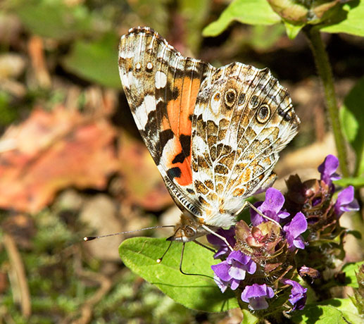 Painted Lady Vanessa cardui Butterfly