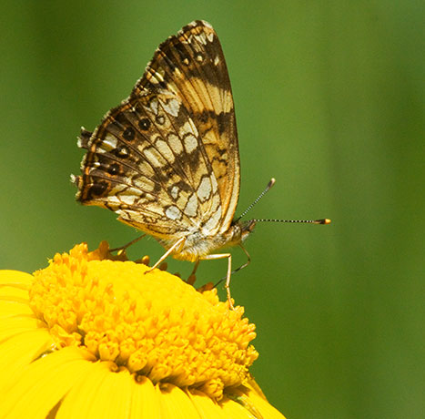 Silvery Checkerspot Chlosyne nycteis  Butterfly