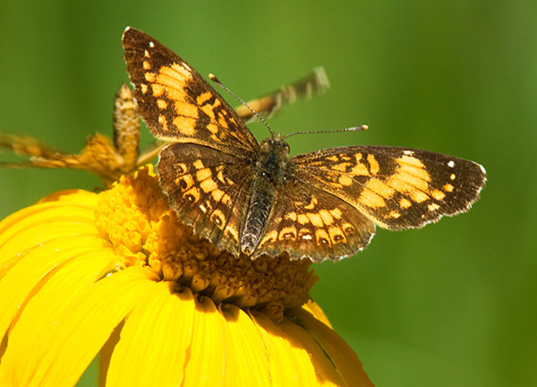 Silvery Checkerspot Chlosyne nycteis  Butterfly
