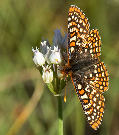 Anicia Checkerspot Euphydryas anicia magdalena Butterfly