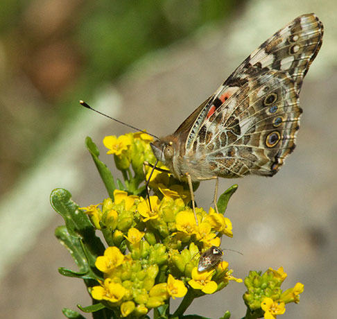 Painted Lady Vanessa cardui Butterfly