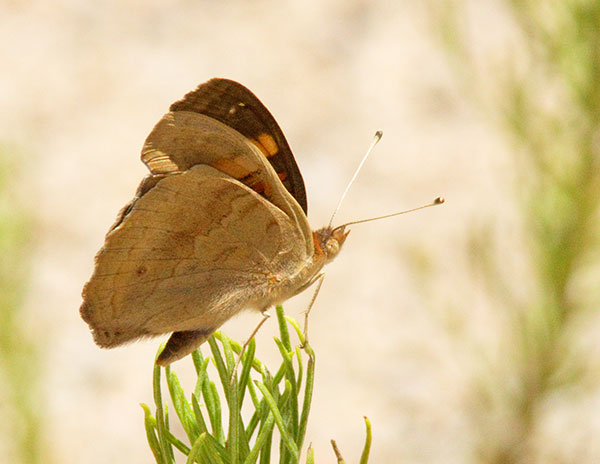Common Buckeye Junonia coenia Butterfly