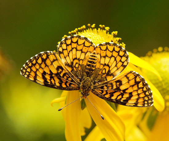 Sagebrush Checkerspot Chlosyne acastus Butterfly