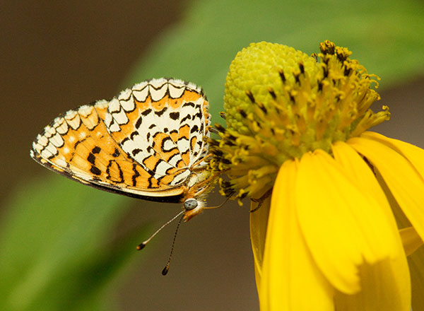 Sagebrush Checkerspot Chlosyne acastus Butterfly