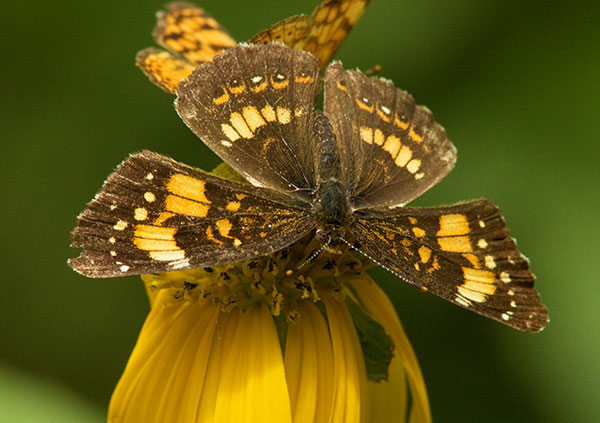 Silvery Checkerspot Chlosyne nycteis  Butterfly
