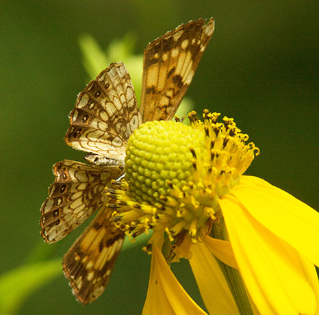 Silvery Checkerspot Chlosyne nycteis  Butterfly