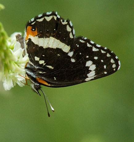 Bordered Patch Chlosyne lacinia Butterfly