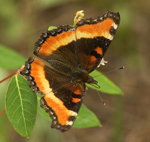 Milbert's Tortoiseshell Aglais milberti Butterfly