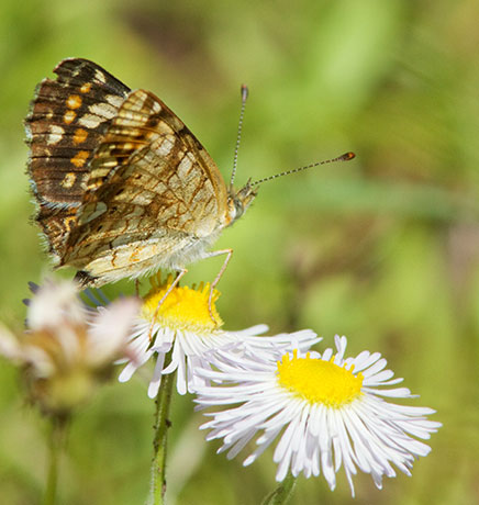 Field Crescent Phyciodes campestris Butterfly