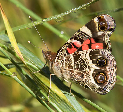 American Lady Vanessa virginiensi Butterfly