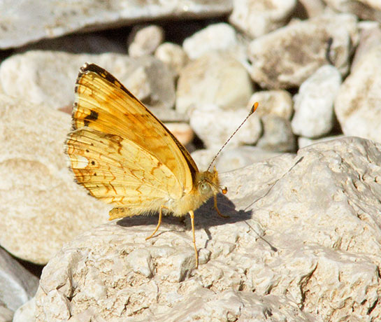 Mylitta Crescent Phyciodes mylitta Butterfly