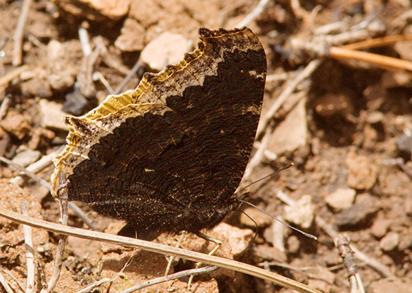 Mourning Cloak Nymphalis antiopa Butterfly