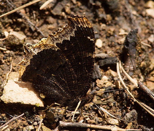 Mourning Cloak Nymphalis antiopa Butterfly