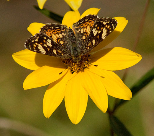 Field Crescent Phyciodes campestris Butterfly