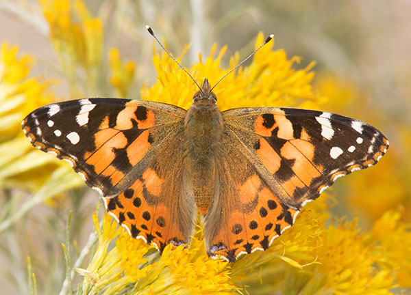 Painted Lady Vanessa cardui Butterfly