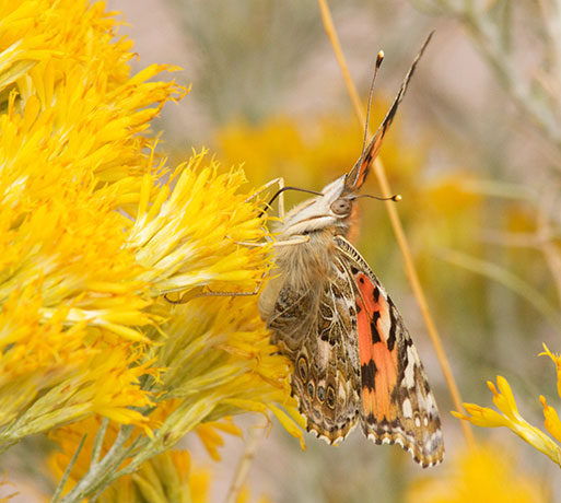 Painted Lady Vanessa cardui Butterfly