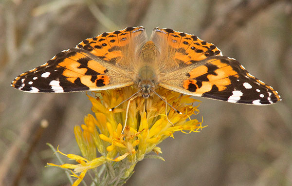 Painted Lady Vanessa cardui Butterfly