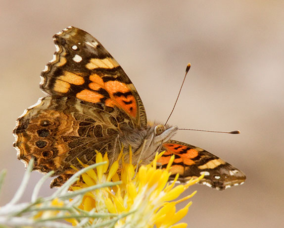 West Coast Lady Vanessa annabella Butterfly