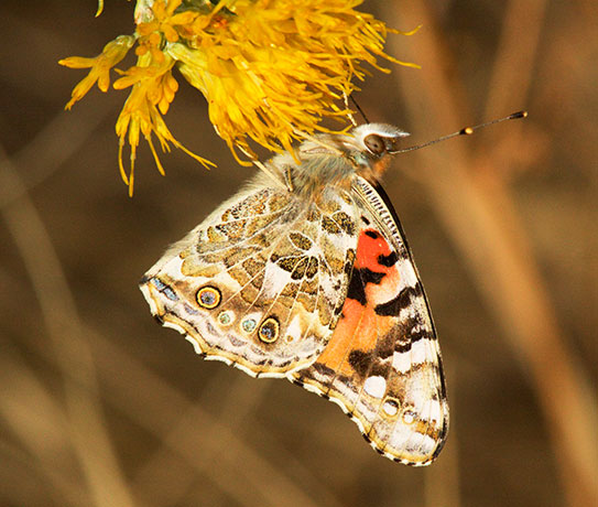 Painted Lady Vanessa cardui Butterfly