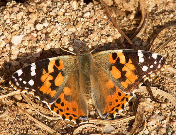 Painted Lady Vanessa cardui Butterfly