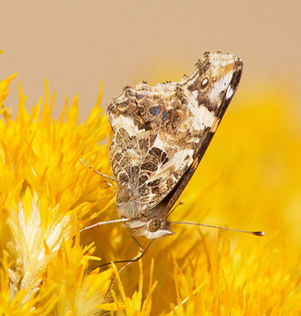 West Coast Lady Vanessa annabella Butterfly