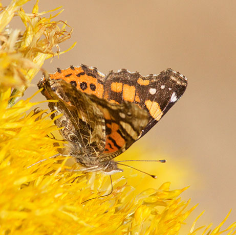 West Coast Lady Vanessa annabella Butterfly