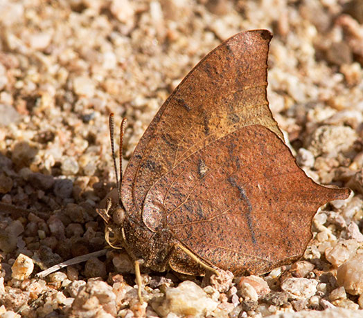 Goatweed Leafwing Anaea andria  Butterfly Family Nymphalidae Subfamily Charaxinae 