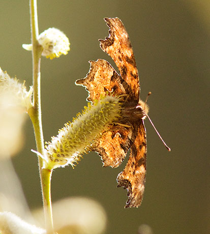 Satyr Comma Polygonia satyrus Satyr Anglewing Butterfly