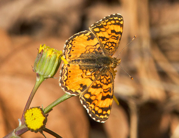 Mylitta Crescent Phyciodes mylitta Butterfly