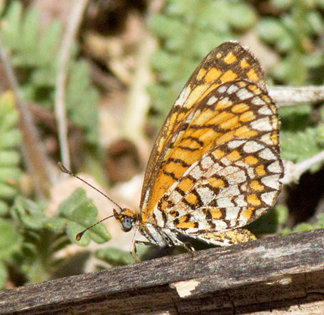 Sagebrush Checkerspot Chlosyne acastus Butterfly