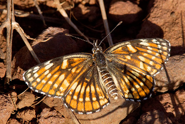 Fulvia Checkerspot Thessalia fulvia  Butterfly