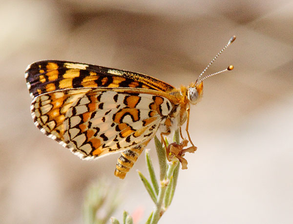Arachne Checkerspot Polydryas arachne nympha Butterfly