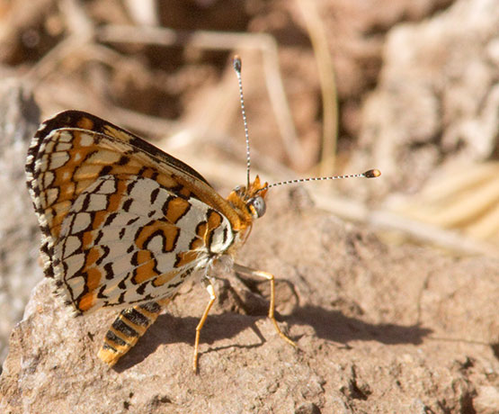 Arachne Checkerspot Polydryas arachne nympha Butterfly