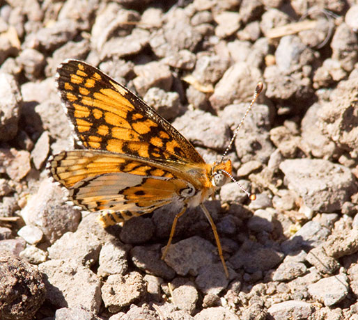 Arachne Checkerspot Aberrant Polydryas arachne nympha Butterfly