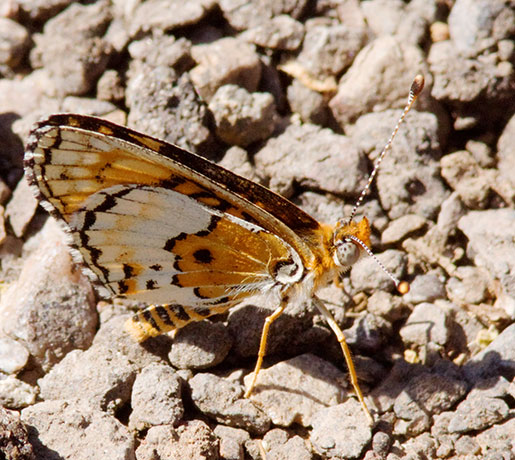 Arachne Checkerspot Aberrant Polydryas arachne nympha Butterfly