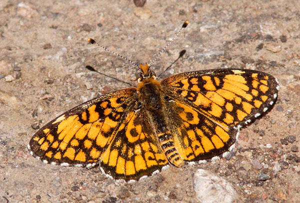 Arachne Checkerspot Aberrant Polydryas arachne nympha Butterfly