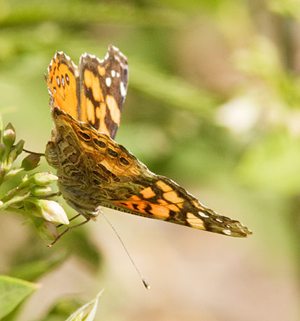 West Coast Lady Vanessa annabella Butterfly