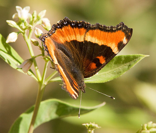 Milbert's Tortoiseshell Aglais milberti Butterfly