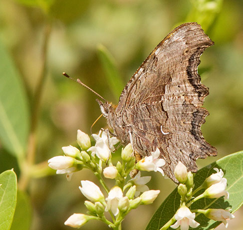 Zephyr Hoary Comma Polygonia gracilis zephyrus Hoary Anglewing Butterfly