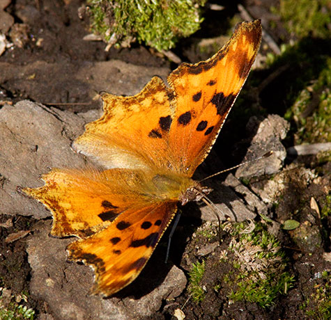 Zephyr Hoary Comma Polygonia gracilis zephyrus Hoary Anglewing Butterfly