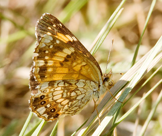 Silvery Checkerspot Chlosyne nycteis  Butterfly