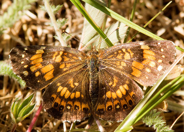 Silvery Checkerspot Chlosyne nycteis  Butterfly